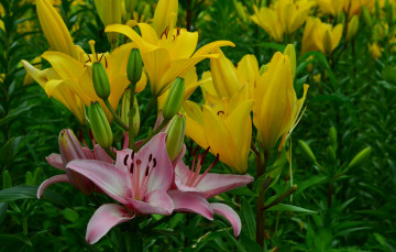 Картинка цветы лилии +лилейники желтые розовые