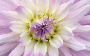 Картинка цветы георгины георгина бутон лепестки фиолетовая