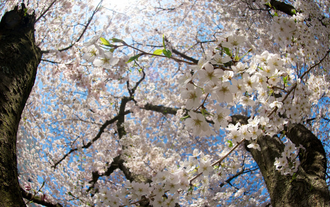 Обои картинки фото цветы, сакура,  вишня, свет, весна, солнце, природа, ветви, стволы, цветение, вишня, ветки