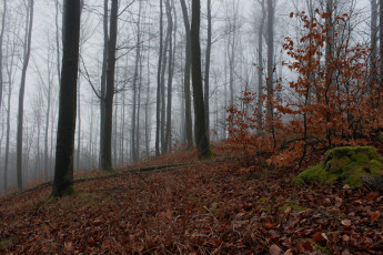 Картинка природа лес осень деревья листопад кусты туман