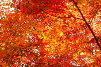 обоя природа, деревья, осень, красные, красный, красота, много, золотая, клён, листья, дерево