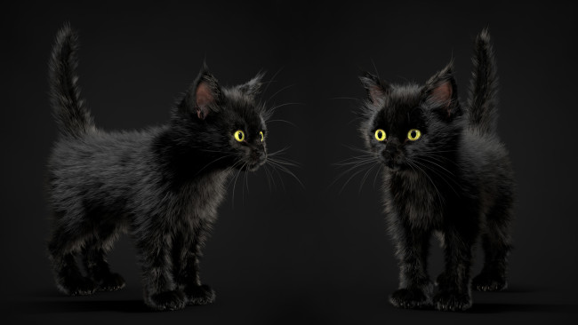 Обои картинки фото 3д графика, животные , animals, черный, фон, котенок