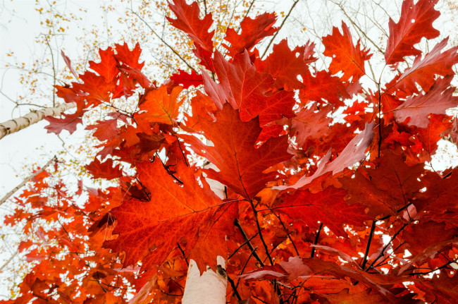 Обои картинки фото природа, листья, дерево, красные, клён, красота, много, золотая, осень, красный