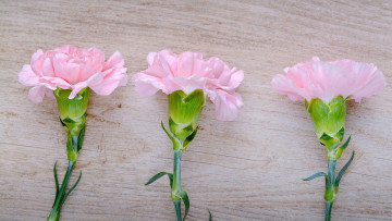 Картинка цветы гвоздики розовая гвоздика трио