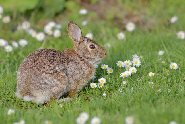 Обои картинки фото животные, кролики,  зайцы, заяц