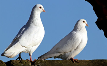 Картинка животные голуби белый пара