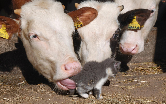 Обои картинки фото животные, разные, вместе, коровы, котёнок