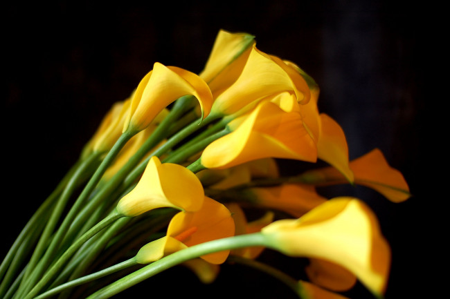 Обои картинки фото цветы, каллы, желтый