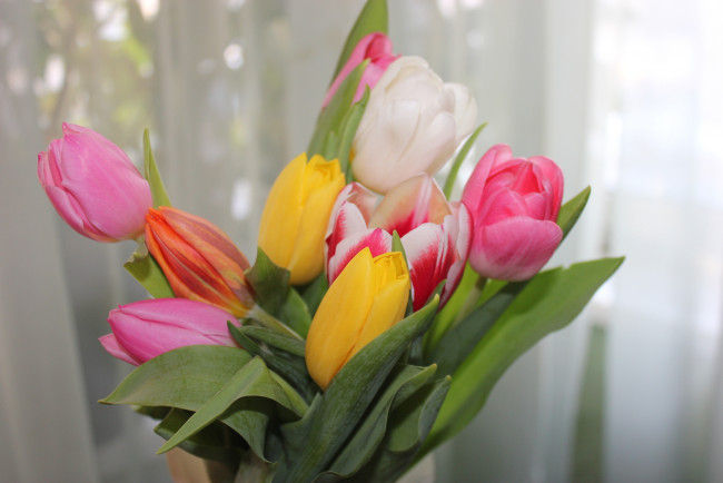 Обои картинки фото цветы, тюльпаны, весна