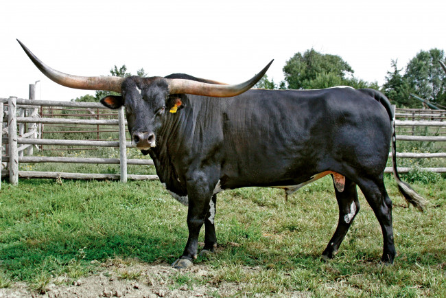 Обои картинки фото животные, коровы, буйволы, бык, рога