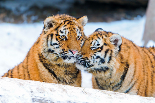 Обои картинки фото животные, тигры, снег, тигрята