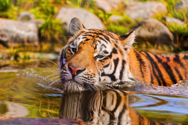 Обои картинки фото животные, тигры, вода