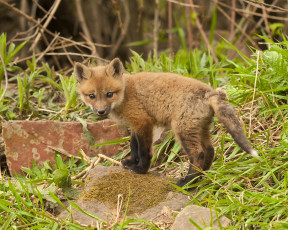 Картинка животные лисы лисёнок малыш камни трава