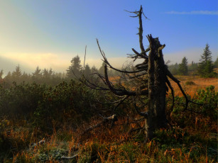 Картинка krkono& 353 national park czech republic природа деревья парк