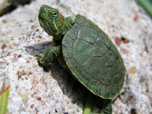 Картинка животные Черепахи черепаха зеленая