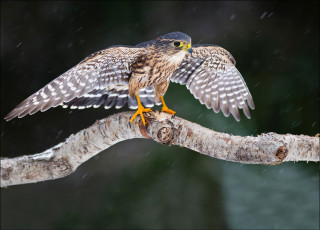 Картинка животные птицы хищники дерево взгляд крылья птица сокол