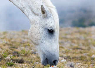 Картинка животные лошади лошадь белая пастбище