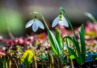 Картинка цветы подснежники белоцветник весна