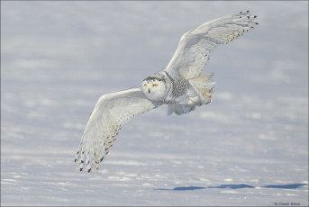 Картинка животные совы полярная сова snowy owl белая крылья снег зима полёт