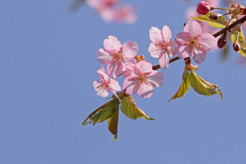Картинка цветы цветущие деревья кустарники ветка лепестки