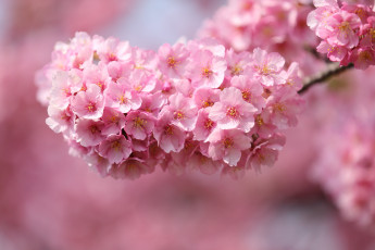 Картинка цветы сакура вишня весна розовый