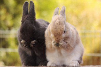 Картинка животные кролики зайцы фон природа