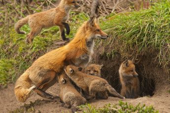 Картинка животные лисы детёныши лисята материнство малыши нора