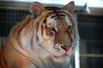 Картинка животные тигры золотой тигр морда