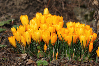 Картинка цветы крокусы весна желтый
