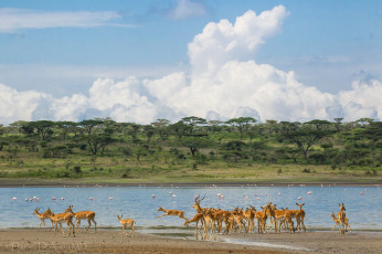 Картинка животные разные вместе река антилопы фламинго