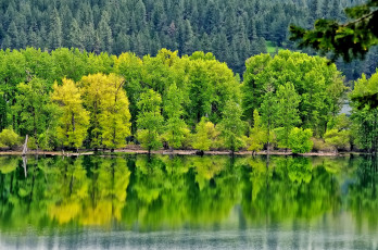 Картинка природа реки озера деревья отражение лес река