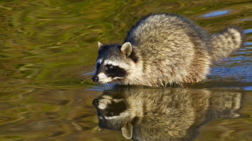 Картинка животные еноты вода отражение