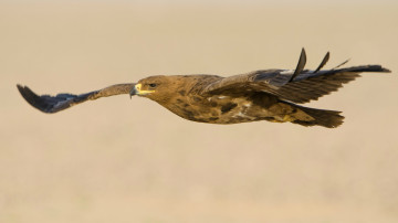 Картинка животные птицы хищники взмах крылья полет птица степной орел хищник