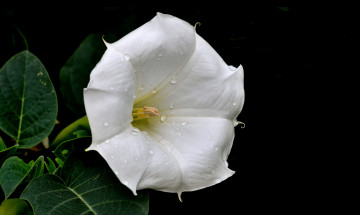 Картинка цветы бругмансия дурман трубы ангела капли белый