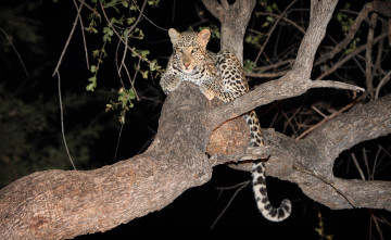 Картинка животные леопарды детеныш леопард дикая кошка