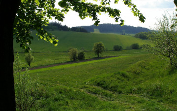 Картинка природа поля лето деревья трава холмы