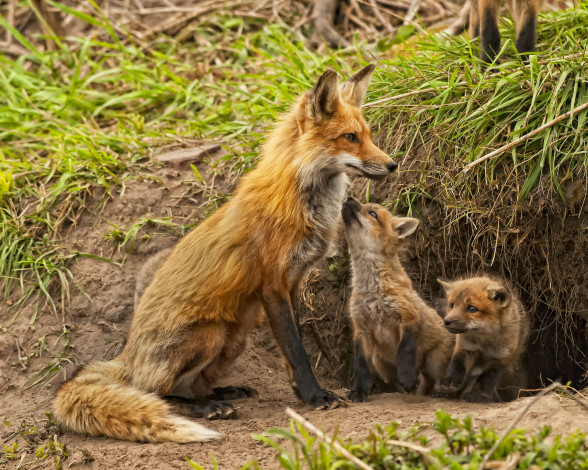 Обои картинки фото животные, лисы, нора, детёныши, малыши, материнство, лисята