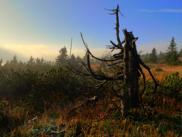 Обои картинки фото krkono&, 353, national, park, czech, republic, природа, деревья, парк