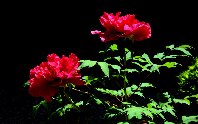 Обои картинки фото цветы, пионы, красный, лепестки
