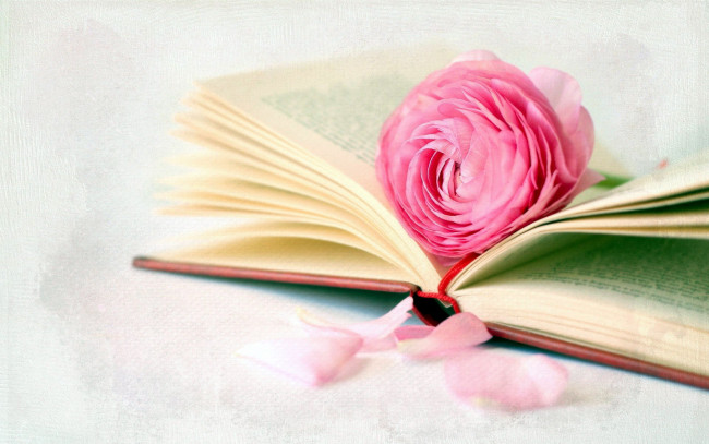 Обои картинки фото цветы, ранункулюс, азиатский, лютик, книга, розовый