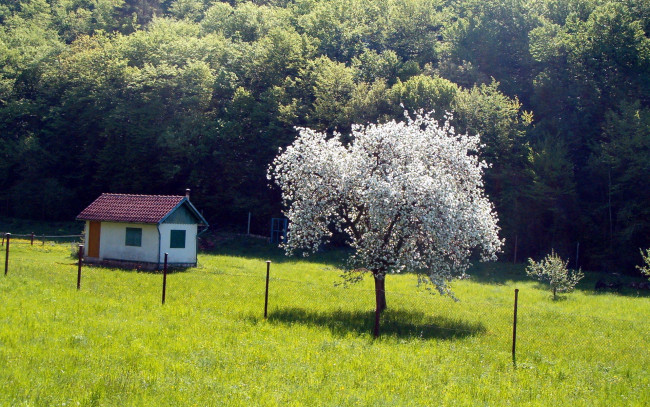 Обои картинки фото природа, деревья, весна, домик, дерево