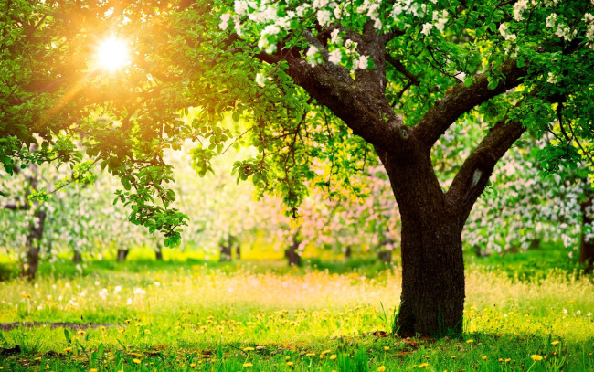 Обои картинки фото природа, деревья, весна, яблоня, сад, солнечный, день