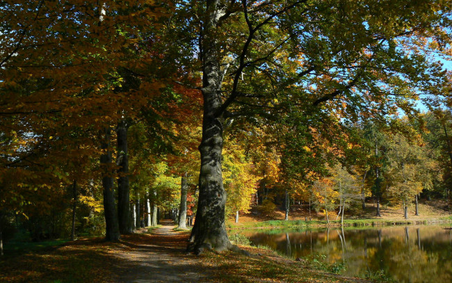 Обои картинки фото природа, парк, осень, деревья, водоем, аллея
