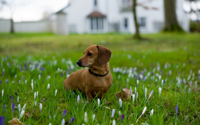 Обои картинки фото животные, собаки, поле, цветы, собака