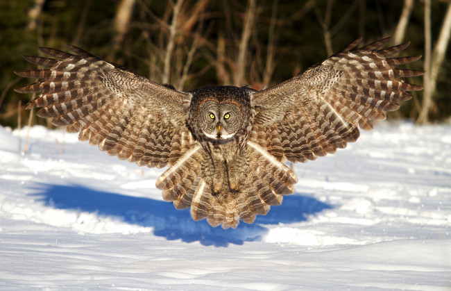 Обои картинки фото животные, совы, снег, крылья
