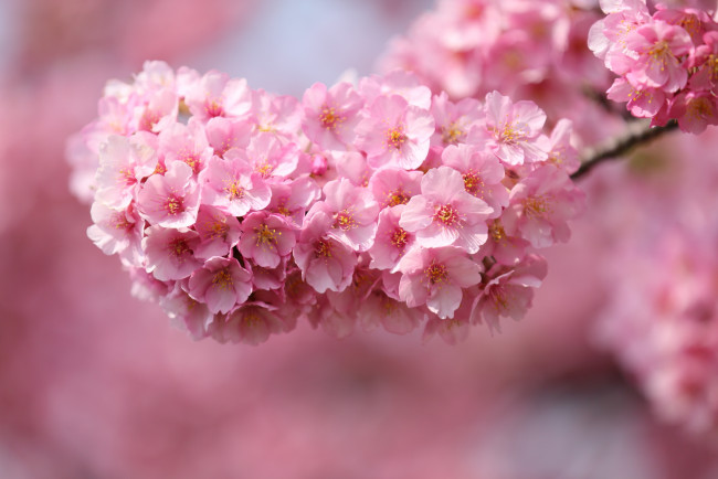 Обои картинки фото цветы, сакура, вишня, весна, розовый