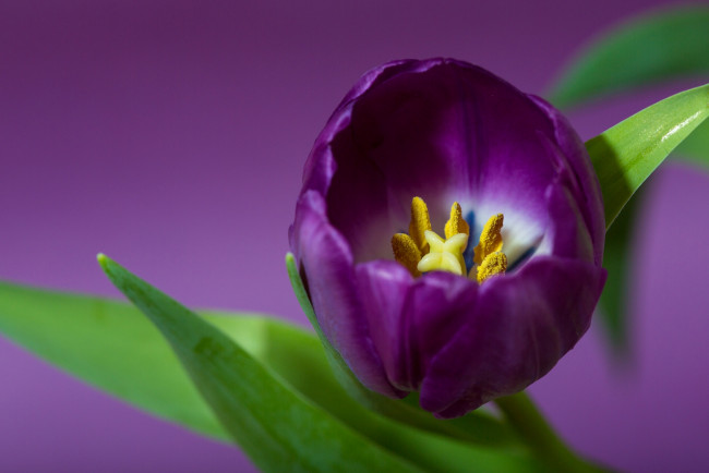 Обои картинки фото цветы, тюльпаны, макро, лиловый