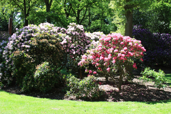 Обои картинки фото rhododendron, park, bremen, германия, природа, парк, кусты