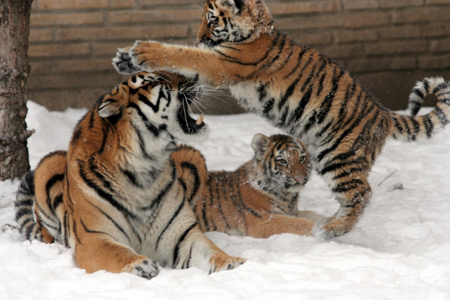 Обои картинки фото животные, тигры, тигр, тигренок, малыш, игра
