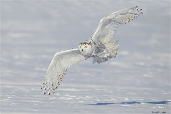 Обои картинки фото животные, совы, полярная, сова, snowy, owl, белая, крылья, снег, зима, полёт